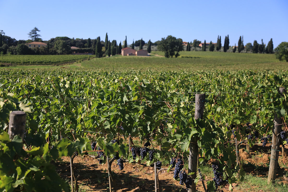 The wines - The Gracciano della Seta Estate